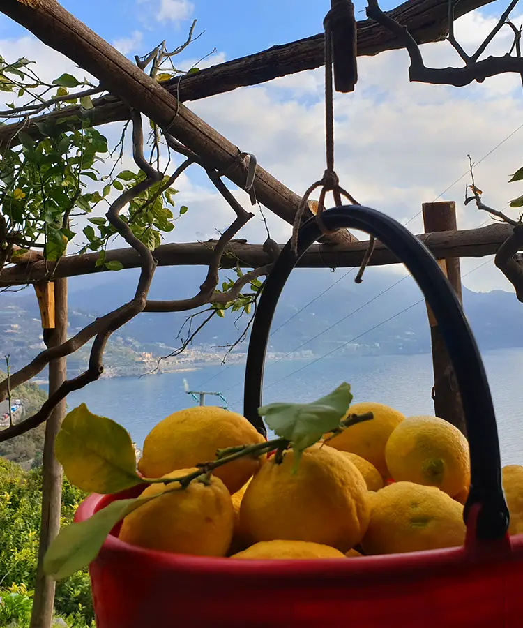 Azienda Agricola Buonocore